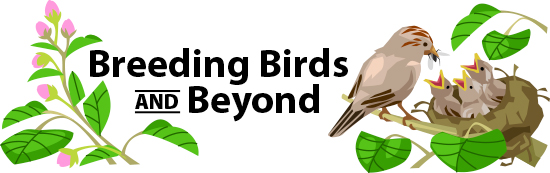 Breeding Birds