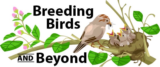 Breeding Birds and Beyond