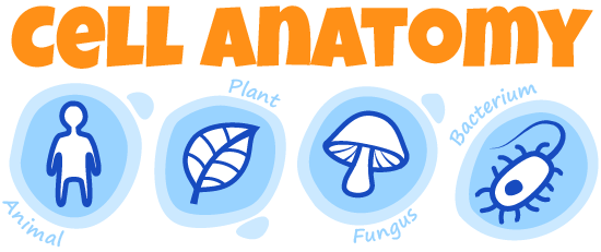 Cell Anatomy Activity | Ask A Biologist