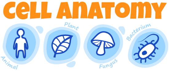 animal cell city diagram