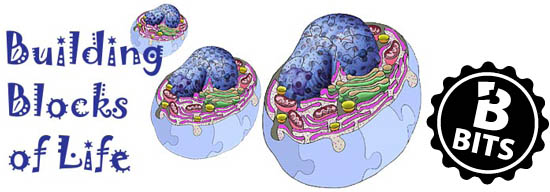 Cell Biology Bits