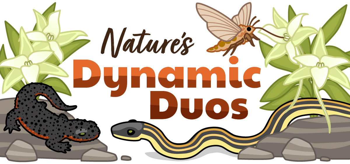 The title "Nature's Dynamic Duos" surrounded with illustrations of a Darwin moth and Darwin orchid, as well as a garter snake and a rough-skinned newt