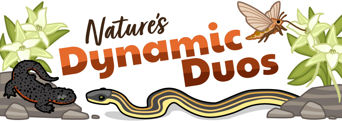The title "Nature's Dynamic Duos" surrounded with illustrations of a Darwin moth and Darwin orchid, as well as a garter snake and a rough-skinned newt