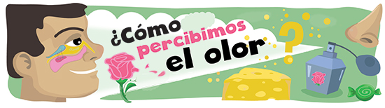 Percibimos los olores