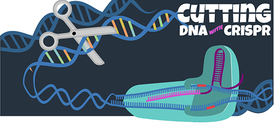 CRISPR Gene Editing Technology