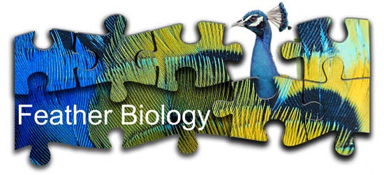 Feather Biology