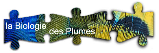 La biologie des plumes