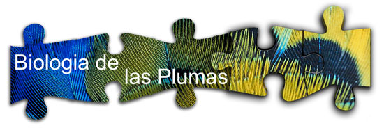 Las plumas