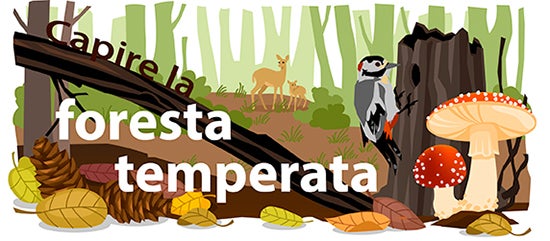 La foresta temperata