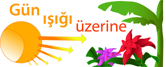 Gün ışığı üzerine