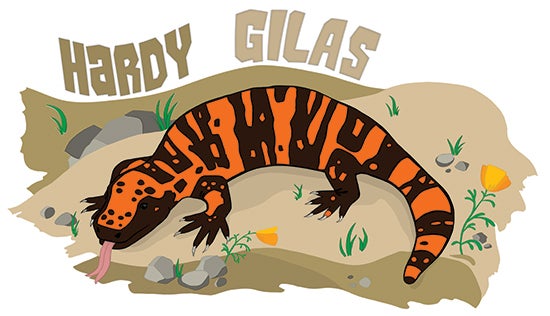 Gila monster story illustration