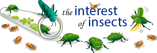 The Interest of Insects | Ask A Biologist