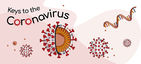 Studying coronavirus