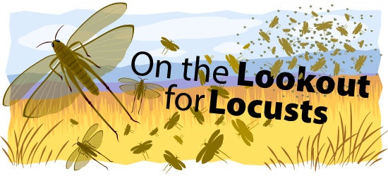 On the Lookout for Locusts