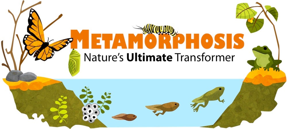 Metamorphosis of Animals