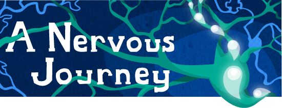 A Nervous Journey Illustration showing an impulse traveling through a neuron.