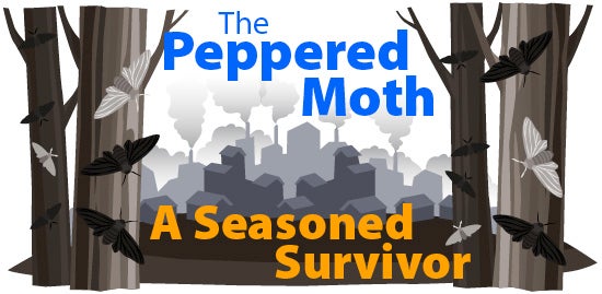 peppered moths evolution diagram