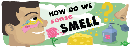 How Do We Sense Smell?