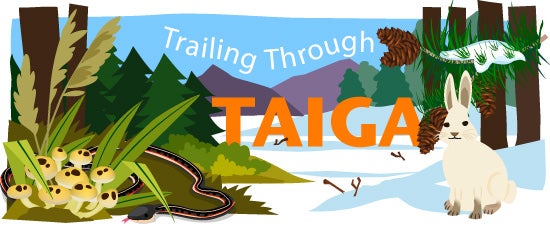 Exploring the Taiga Biome - FreeSchool 