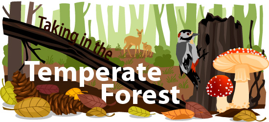 Temperate Forest Biome | Ask A Biologist