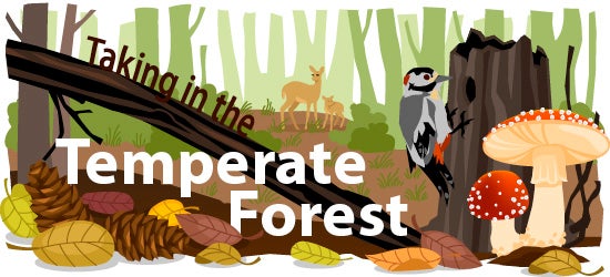 temperate deciduous forest animals