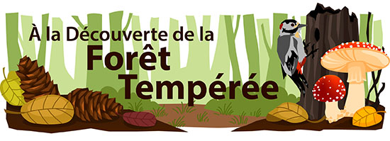 À la découverte de la Forêt Tempérée