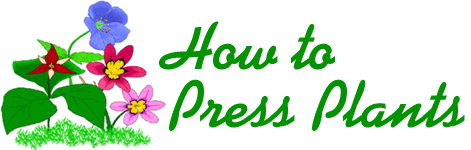 How to Press Plants