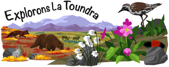 Explorons La Toundra