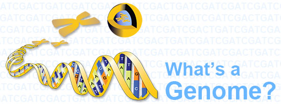 What's a genome?