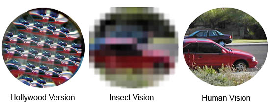 compares insect and human vision