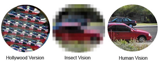 What Do Flies See Out of Their Compound Eye?