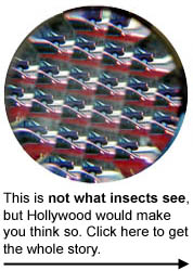 hollywood is wrong about insect vision
