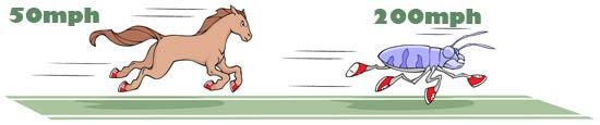 Horse and beetle speed comparison illustration