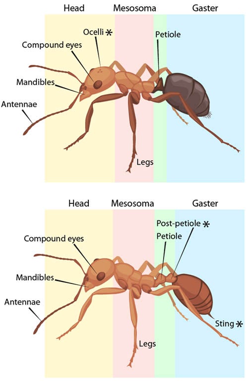 How many legs do ants have?