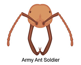 army ant