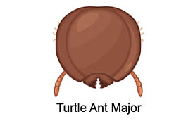 Turtle ant