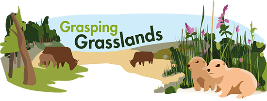 Grassland Biome Asu Ask A Biologist