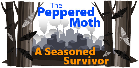 The peppered moth: a seasoned survivor