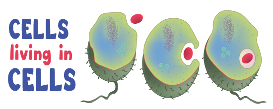 Endosymbiotic theory