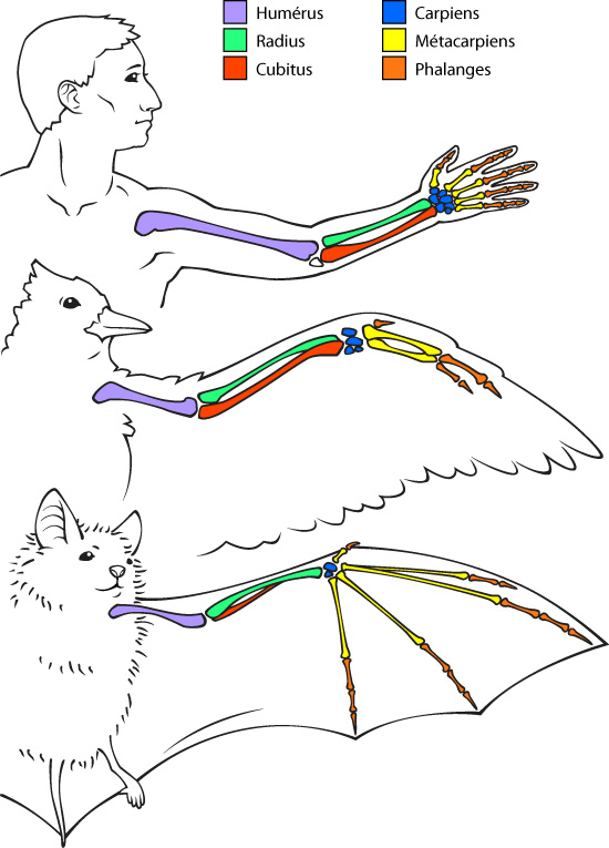bone comparison illustration