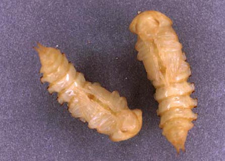 Image result for mealworm pupa