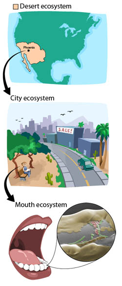 ecosystem types