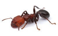 Ant Zoom Gallery | ASU - Ask A Biologist