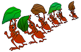 leafcutter ants