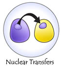 nuclear 
    transfers