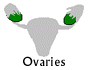 ovaries