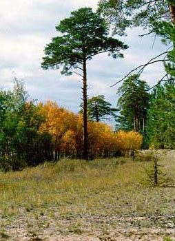 pine forest border