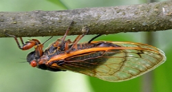 Female cicada laying eggs in a tree branch