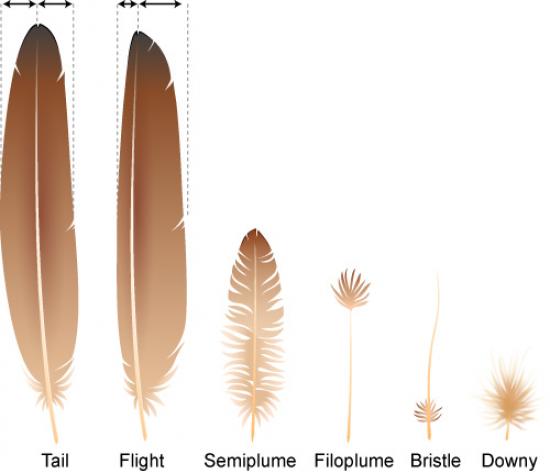 Bird Feather Chart