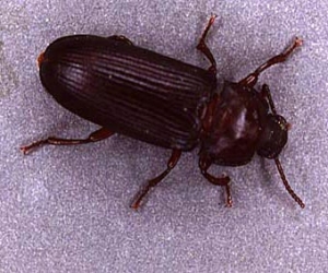 Adult Beetle